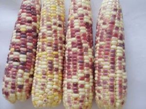 粵紫糯3號 粵紫糯3號