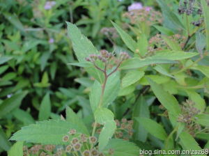 繡線菊（原變種）