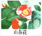 郡花山茶花