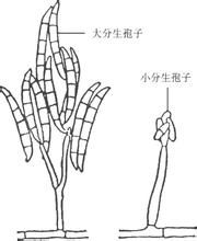 螺孢菌屬 螺孢菌屬