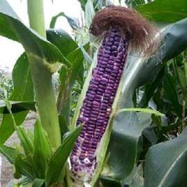 京紫糯218 京紫糯218