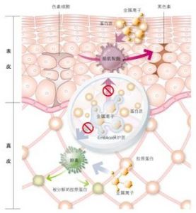酪氨酸酶 酪氨酸酶
