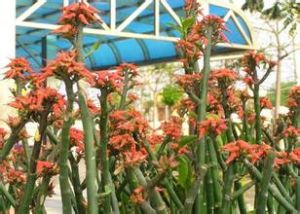 高麗珊瑚 高麗珊瑚