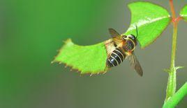 月季切葉蜂 月季切葉蜂