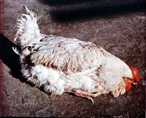 新城雞瘟 新城雞瘟