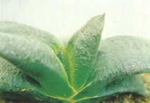 綠星臥牛 綠星臥牛