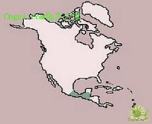 中美洲河龜