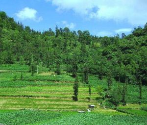 拋竹林自然村 拋竹林自然村