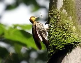 利塔啄木鳥 利塔啄木鳥
