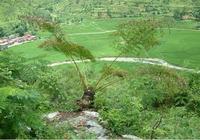 德保蘇鐵 德保蘇鐵