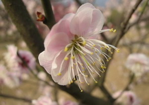 （圖）《梅花三弄》