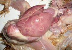 聚醚類抗球蟲藥中毒——病禽剖解