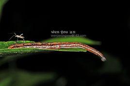 森林山蛭 森林山蛭