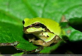 雨蛙屬 雨蛙屬