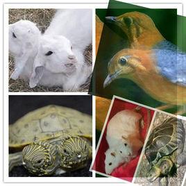 雙頭動物 雙頭動物