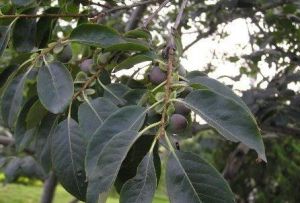 多毛君遷子 多毛君遷子