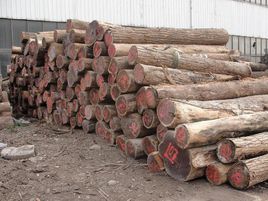 中美洲黃檀 中美洲黃檀