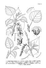 光果柔毛楊 光果柔毛楊