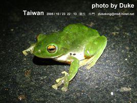 蛙與牛斗 蛙與牛斗