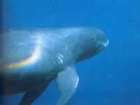 侏虎鯨
