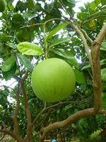 柚[芸香科柑橘屬植物]