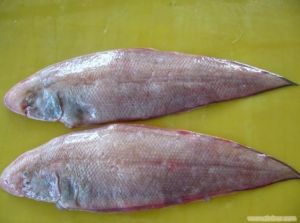 紫斑舌鰨 紫斑舌鰨
