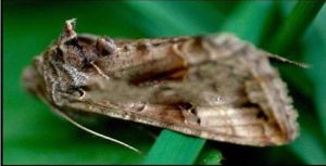 瘦銀錠夜蛾 瘦銀錠夜蛾