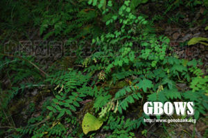 滇岩黃耆 滇岩黃耆