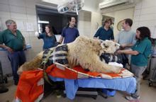 以色列特拉維夫一隻19歲的敘利亞棕熊做手術