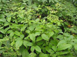 五爪龍[五爪金龍的別稱]