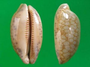 綱目寶螺 綱目寶螺