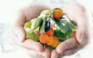 柿葉果酸 柿葉果酸