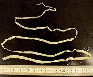 多節亞綱 多節亞綱