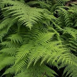 長沙針毛蕨(變種) 長沙針毛蕨(變種)