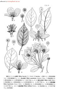 叢菔(原變型) 叢菔(原變型)