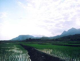 台灣種植業