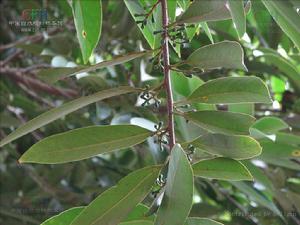 思茅木姜子 思茅木姜子