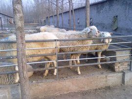 圈養[詞語釋義]