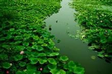 黑魚湖生態園 黑魚湖生態園