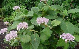 紫彩繡球 紫彩繡球