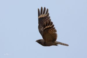 林夜鷹台灣亞種 林夜鷹台灣亞種