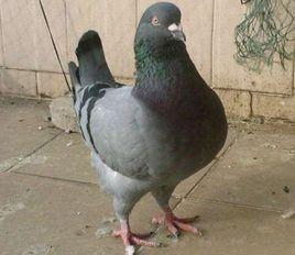 天成灰王鴿 天成灰王鴿