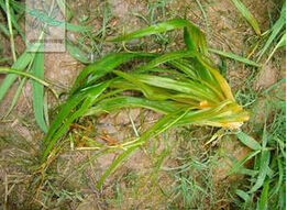 有尾水篩 有尾水篩