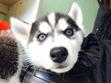 西伯利亞雪橇犬