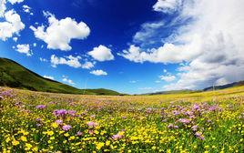 紅原俄么塘花海景區 紅原俄么塘花海景區