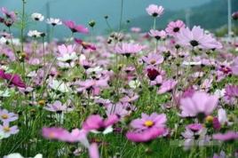 企嶺格桑花海 企嶺格桑花海