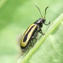 易變瘤爪跳甲 易變瘤爪跳甲