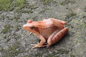 峨眉林蛙 峨眉林蛙