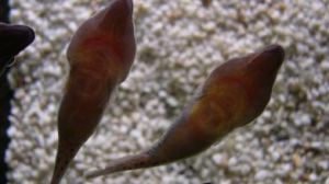 叉鼻喉盤魚 叉鼻喉盤魚