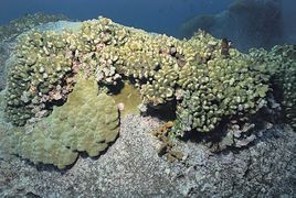 迸體杯形珊瑚 迸體杯形珊瑚